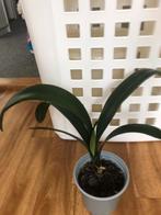 Clivia, Ophalen, Halfschaduw, Minder dan 100 cm