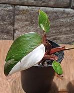 Philodendron Red Anderson, Huis en Inrichting, Kamerplanten, Overige soorten, Minder dan 100 cm, Groene kamerplant, Halfschaduw