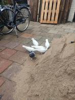 Dieverse Takla Duiven, Dieren en Toebehoren, Vogels | Duiven, Meerdere dieren