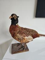 Fazant opgezet, Verzamelen, Ophalen of Verzenden, Vogel, Opgezet dier