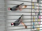 Rijstvogels wildkleur, Dieren en Toebehoren, Vogels | Overige Vogels, Meerdere dieren
