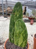 Cactus  Opuntia Cochenillifera Variegata.Potmaat 19cm., Ophalen of Verzenden, Minder dan 100 cm, Bloeiende kamerplant, Volle zon