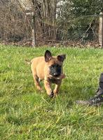 Knappe Mechelse herder teefje, België, Particulier, 8 tot 15 weken, Teef