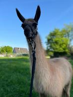Lama merrie Nori, Januari, Vrouwelijk