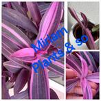 Tradescantia Pink Stripe, Ophalen of Verzenden, Overige soorten, Minder dan 100 cm