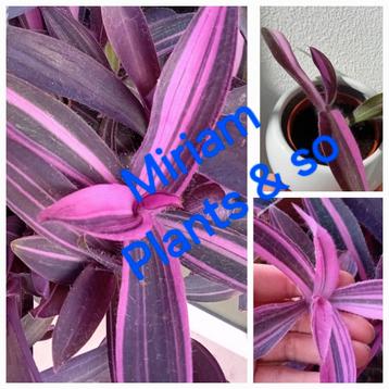 Tradescantia Pink Stripe  beschikbaar voor biedingen