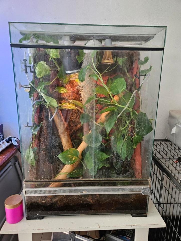 Palidarium/terrarium met 2 daggekko's- Phelsuma Grandis, Dieren en Toebehoren, Reptielen en Amfibieën | Toebehoren, Gebruikt, Terrarium of Paludarium