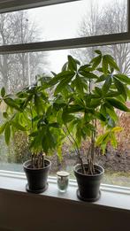 Prachtige geldboom, Ophalen of Verzenden, Halfschaduw, Minder dan 100 cm