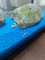 Jonge algeneters Ancistrus L144
albino, Dieren en Toebehoren, Vis