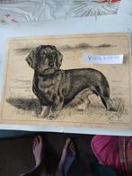 Te koop pentekening van een Ruwharige Teckel, Ophalen of Verzenden