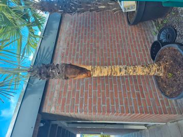 palmboom winterhard schillen  beschikbaar voor biedingen