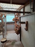 Prachtige eiken boomstronken, Meerdere dieren, Parkiet