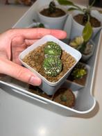 echinopsis subdenudata cristata (cactus), Ophalen of Verzenden, Minder dan 100 cm, In pot, Cactus
