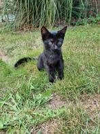 Lieve boerderij kittens te koop, Dieren en Toebehoren, Katten en Kittens | Overige Katten, Poes