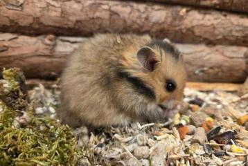 Jonge tamme goudhamsters ( man) direct van de fokker beschikbaar voor biedingen