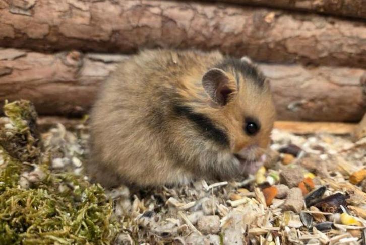 Jonge tamme goudhamsters ( man) direct van de fokker, Dieren en Toebehoren, Knaagdieren, Mannelijk, Hamster, September, Tam