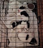 Australische herder +Border collie puppy's, Dieren en Toebehoren, Honden | Herdershonden en Veedrijvers, Parvo, 8 tot 15 weken