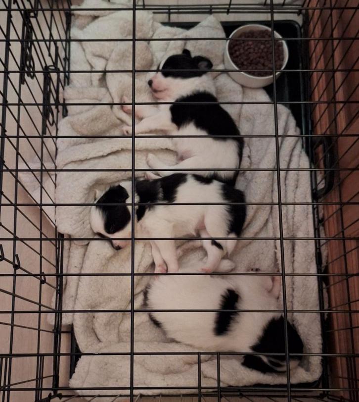 Australische herder +Border collie puppy's, Dieren en Toebehoren, Honden | Herdershonden en Veedrijvers, Meerdere dieren, Collie