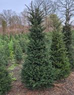Taxus baccata, Ophalen, Taxus, 100 tot 250 cm