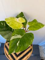 Philodendron White Princess Tricolor - Zeldzaam!, Overige soorten, In pot, Minder dan 100 cm, Groene kamerplant