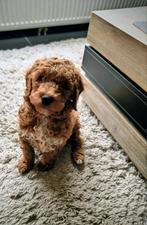 Mini/medium labradoodle pup te koop, Dieren en Toebehoren, België, Particulier, Reu, 8 tot 15 weken