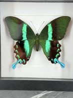 Papilio Blumei Vlinder - Wildernis Atelier, Ophalen of Verzenden, Nieuw, Opgezet dier