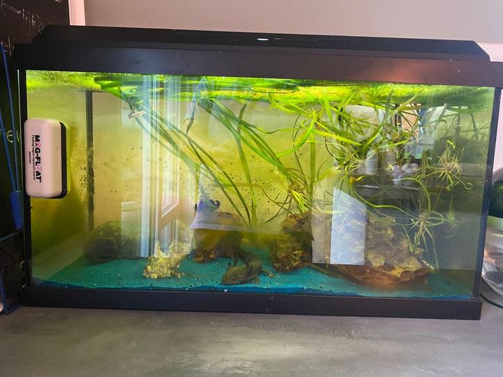 Aquarium met 3 axelotls en veel accessoires, Dieren en Toebehoren, Vissen | Aquaria en Toebehoren, Zo goed als nieuw, Gevuld zoetwateraquarium