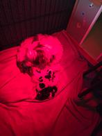 Boomer x chihuahua Pups geboren, Overige rassen, CDV (hondenziekte), 8 tot 15 weken, Meerdere