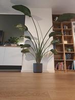 Strelitzia Nicolai - 240 cm hoog - Paradijsvogelplant, Ophalen of Verzenden, Volle zon, 200 cm of meer
