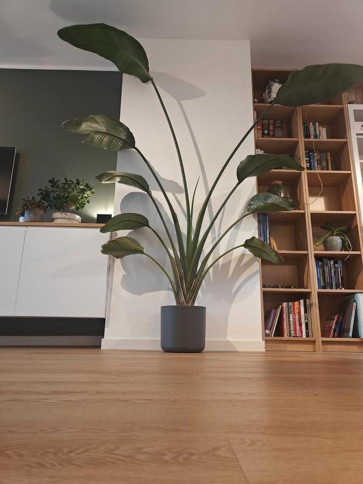 Strelitzia Nicolai - 240 cm hoog - Paradijsvogelplant, Huis en Inrichting, Kamerplanten, 200 cm of meer, Volle zon, Ophalen of Verzenden