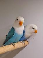 Te koop fischerie blauw opaline split pale fallow van 2025, Dieren en Toebehoren, Vogels | Parkieten en Papegaaien, Vrouwelijk