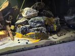 Hypostomus Luteus phase 2, Dieren en Toebehoren, Vis, Zoetwatervis