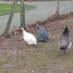 Parelhoenders, Dieren en Toebehoren, Meerdere dieren, Overige soorten