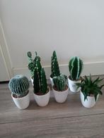 Cactus Collectie in Pot - 6 Stuks, Huis en Inrichting, Kamerplanten, Minder dan 100 cm, Groene kamerplant, Halfschaduw, Ophalen of Verzenden