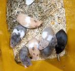 Syrische hamsters jong verschillende kleuren, Meerdere dieren, Hamster, Tam