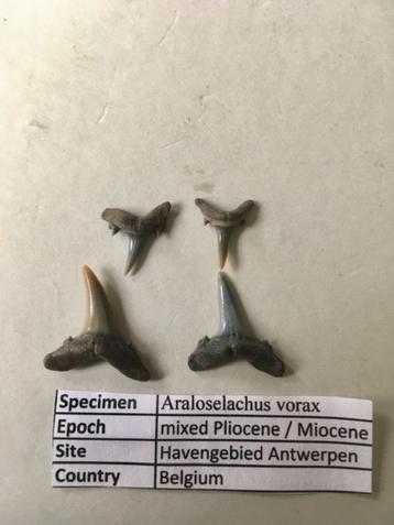 Fossiele haaientanden set uit havengebied Antwerpen beschikbaar voor biedingen