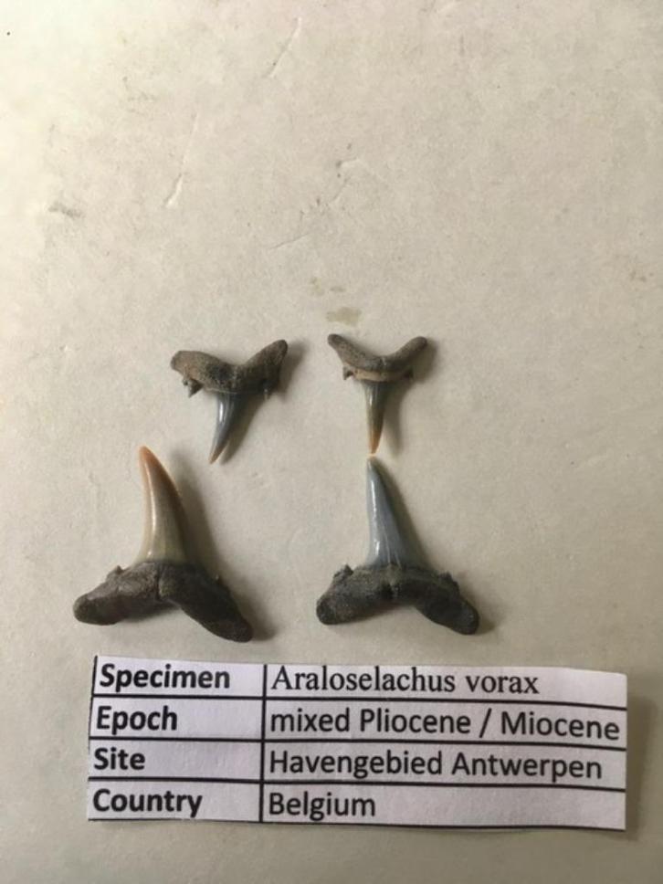 Fossiele haaientanden set uit havengebied Antwerpen, Verzamelen, Mineralen en Fossielen, Fossiel, Ophalen of Verzenden