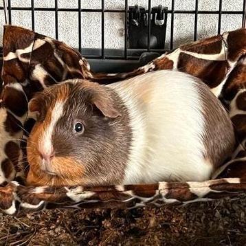 * Hangmatjes voor cavia konijn rat chinchilla of fret NIEUW  beschikbaar voor biedingen