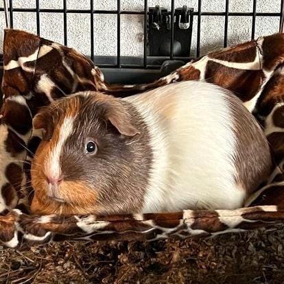 * Hangmatjes voor cavia konijn rat chinchilla of fret NIEUW, Dieren en Toebehoren, Knaagdieren en Konijnen | Toebehoren, Nieuw