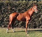 3 jarige merrie kwpn fürst jazz x zhivago x gribaldi, Dieren en Toebehoren, Met stamboom, Ruin, Dressuurpaard, Onbeleerd