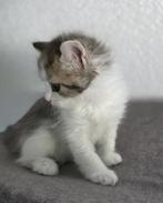 Siberische kittens met stamboom., Dieren en Toebehoren, Katten en Kittens | Raskatten | Langhaar, Meerdere dieren, Gechipt, 0 tot 2 jaar