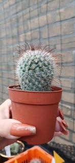 Mammillaria bombycina - Prachtige Vingerhoedcactus, Tuin en Terras, Planten | Tuinplanten, Ophalen of Verzenden