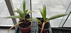 Palmboom stekkies winterhard, Ophalen, Overige soorten, Volle zon