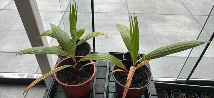 Palmboom stekkies winterhard, Tuin en Terras, Planten | Tuinplanten, Overige soorten, Volle zon, Ophalen