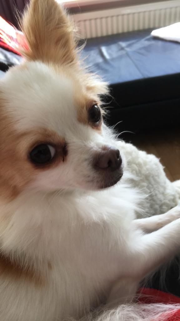 Te koop chihauhau teefje, Dieren en Toebehoren, Honden | Chihuahua's en Gezelschapshonden, Teef, Chihuahua, Particulier, Eén hond