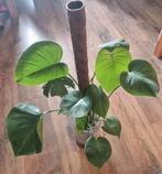 Monstera Deliciosa Op Semi Hydro, Huis en Inrichting, Kamerplanten, Ophalen, Halfschaduw, Minder dan 100 cm