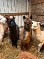 Alpaca s veulens en volwassen merrie s, Dieren en Toebehoren, Juni, Vrouwelijk