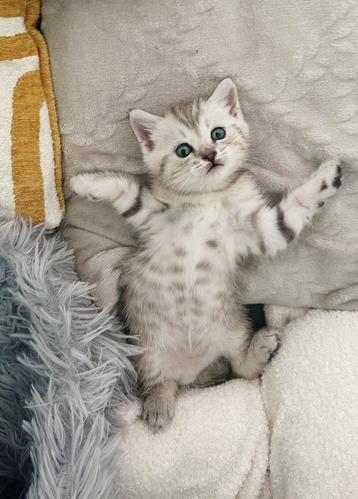 Unieke Kittens – BKH  Ragdoll/Siamese beschikbaar voor biedingen