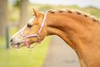 Prachtige welsh pony bereden en betuigd, Dieren en Toebehoren, Pony's, Ruin, Recreatiepony