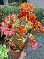 Begonia, sherwood forest, Ophalen, Overige soorten, Halfschaduw, In pot